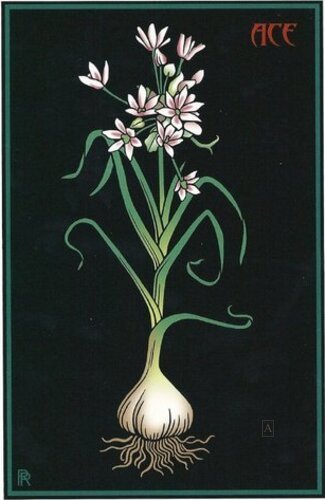 Ace of Garlic Flowers